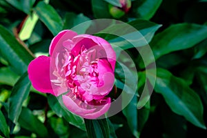 Pink peony flower on green leaves background