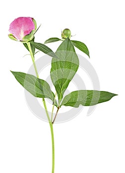 Pink peony flower with green leaves isolated on white background. Beautiful pink peony flower