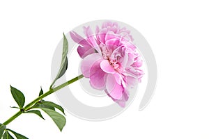 Pink peony flower with green stem and leaves isolated on white background