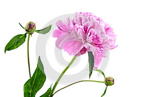 Pink peony flower with green stem and leaves isolated on white background