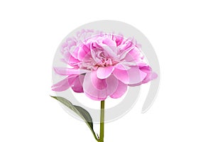 Pink peony flower with green stem and leaves isolated on white background