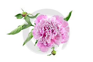 Pink peony flower with green stem and leaves isolated on white background