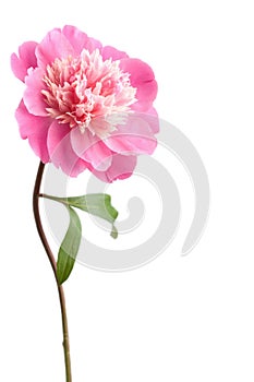 Rosa peonia fiore 