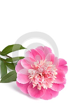Pink peony flower isolated
