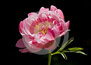 Pink peony flower isolated on black