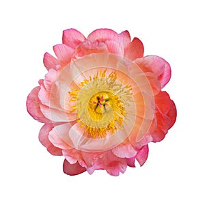 Pink peony flower isolated on white background