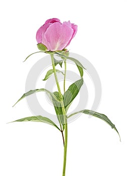 Pink peony flower isolated on white background