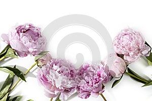 Pink peony flower isolated on white background.