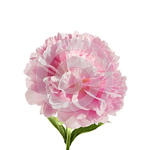 Pink peony flower isolated on white background