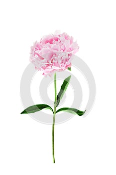 Pink peony flower isolated on white background