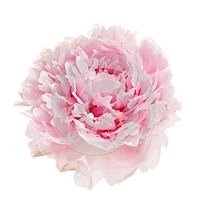 Pink peony flower isolated on white background