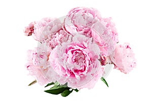 Pink peony flower isolated on white background