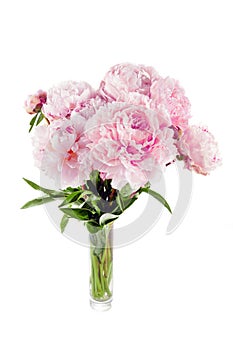 Pink peony flower isolated on white background