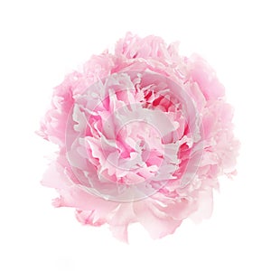 Pink peony flower isolated on white background