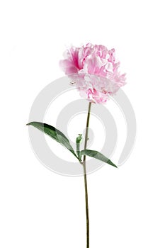 Pink peony flower isolated on white background