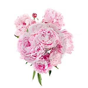 Pink peony flower isolated on white background