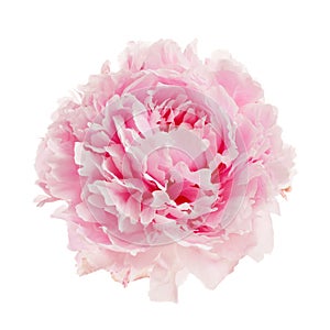 Pink peony flower isolated on white background