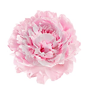 Pink peony flower isolated on white background