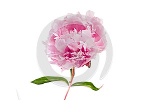 Pink peony flower isolated on white background