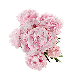 Pink peony flower isolated on white background