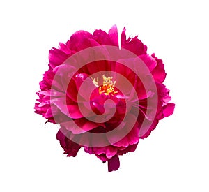Pink peony flower isolated on white background photo