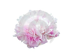 Pink peony flower isolated on white background