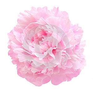 Pink peony flower isolated