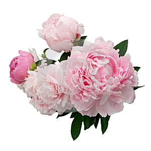 Pink peony flower isolated on white background