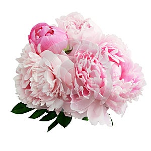 Pink peony flower isolated on white background