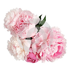 Pink peony flower isolated on white background