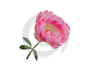 Pink peony flower isolated on white background