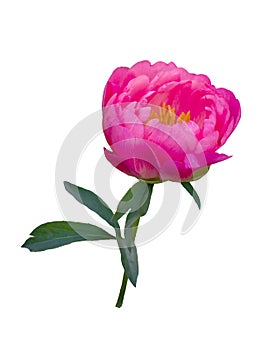 Pink peony flower isolated on white background