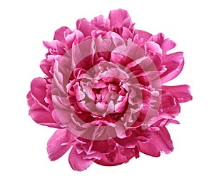 Pink peony flower isolated on white background close up