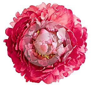 Pink  peony  flower  isolated   on white  solated background with clipping path. Closeup.