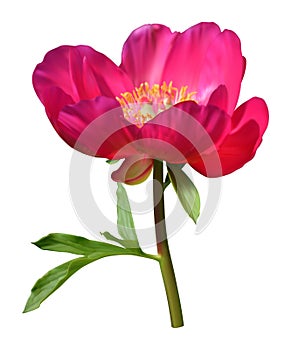 Pink peony flower with leaf