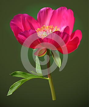 Pink peony flower with leaf