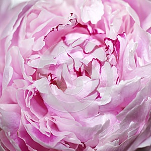 Pink peony flower (macro)