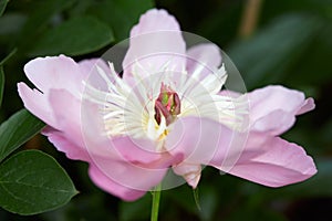 Pink peony flower macro with green leaves