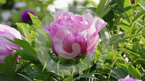 Pink peony flower natural background