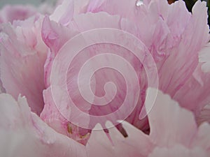 Pink Peony flower, Paeonia suffruticosa, garden. national flower