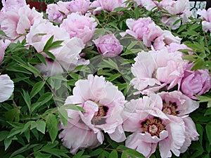 Pink Peony flower, Paeonia suffruticosa, garden. national flower