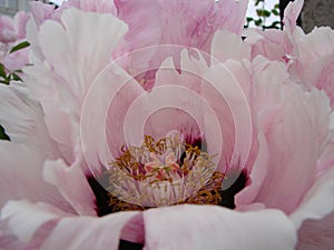 Pink Peony flower, Paeonia suffruticosa, garden. national flower