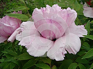 Pink Peony flower, Paeonia suffruticosa, garden. national flower
