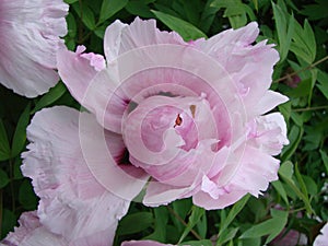 Pink Peony flower, Paeonia suffruticosa, garden. national flower