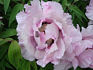 Pink Peony flower, Paeonia suffruticosa, garden. national flower