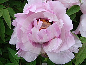 Pink Peony flower, Paeonia suffruticosa, garden. national flower