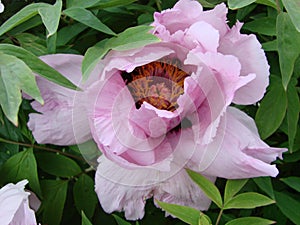 Pink Peony flower, Paeonia suffruticosa, garden. national flower