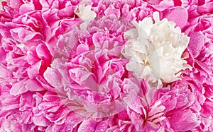 Pink peony flower petal background. Paeonia lactiflora