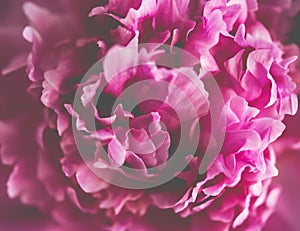 pink peony flower petals macro shot, elegant natural floral wedd