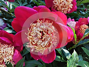 Pink peony flower. Pink peony blooms in summer in the garden